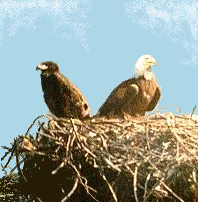 Eagle Nest