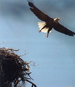 Eagle in Flight