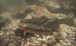 Trout