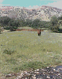 Horse in Pasture