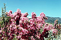 Mono Flowers