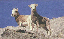 Big Horn Sheep