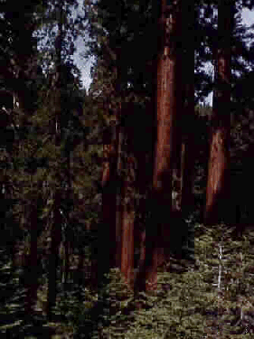 Redwood Canyon