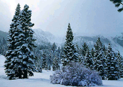 Wilderness Winter